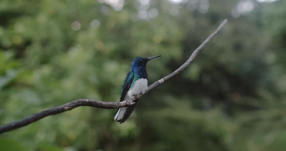 Hummingbird sitting on a branch flies away