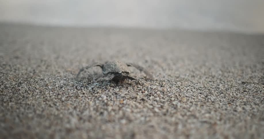 Recently hatched baby sea turtle moves towards the sea over the sand beach