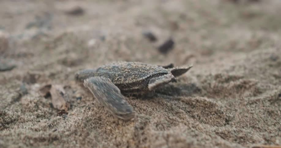 Recently hatched sea turtles racing to the sea on the sands of a beach