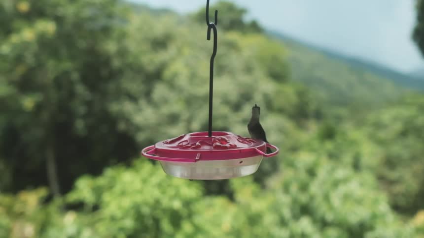 A hummingbird hovers then lands on a hanging feeder on a bright sunny day