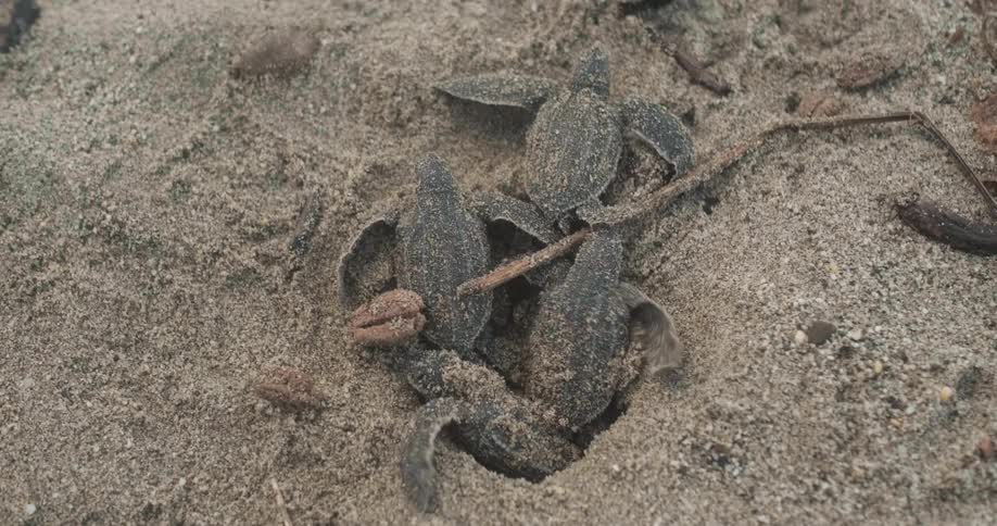 Baby sea turtles crawling out from their nest on the sand