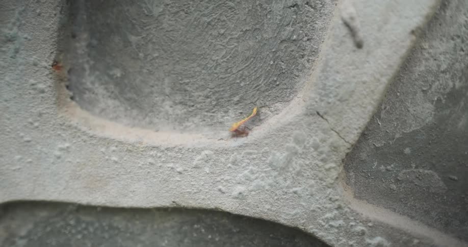 An ant hauls a leaf across a concrete surface