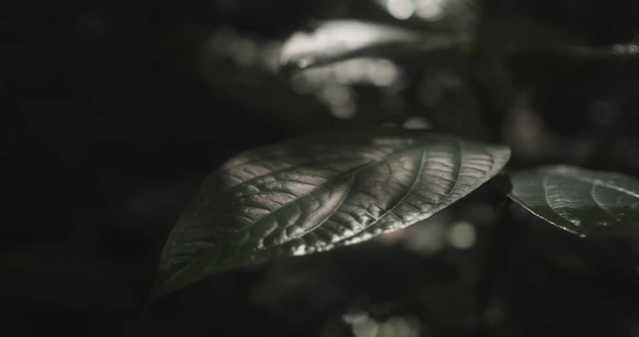 A close up of a tropical leaf is displayed