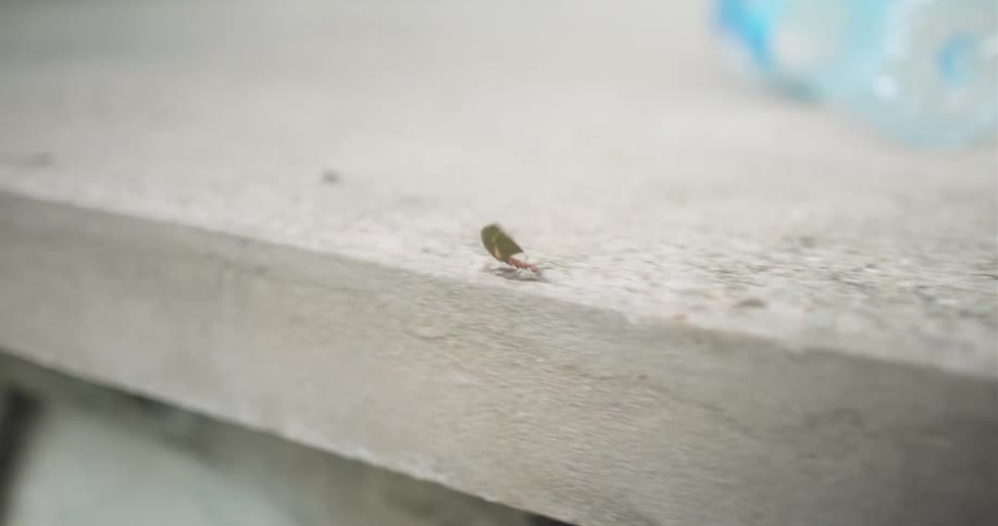 Ant carrying piece of green leaf across concrete