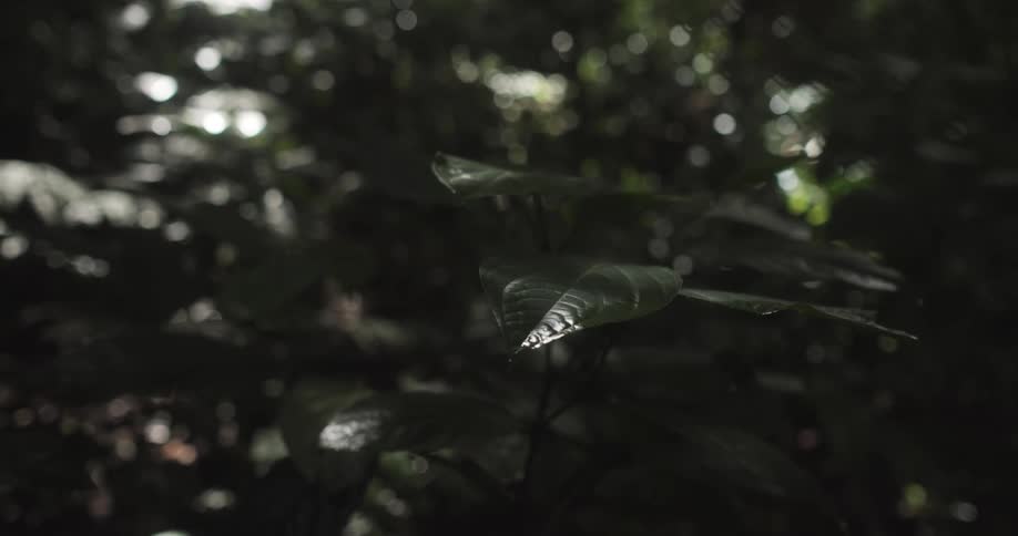 A closeup of a leaf in a forest is displayed