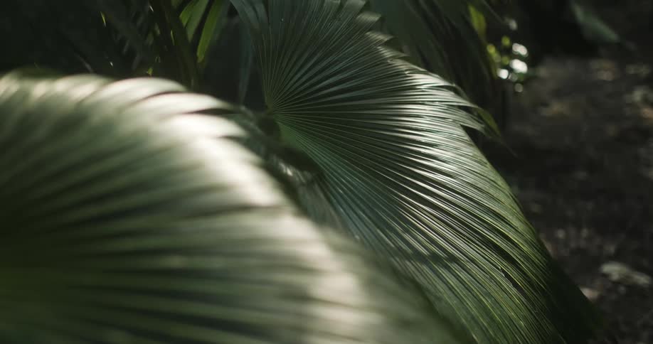 Palm fronds shimmering in the light