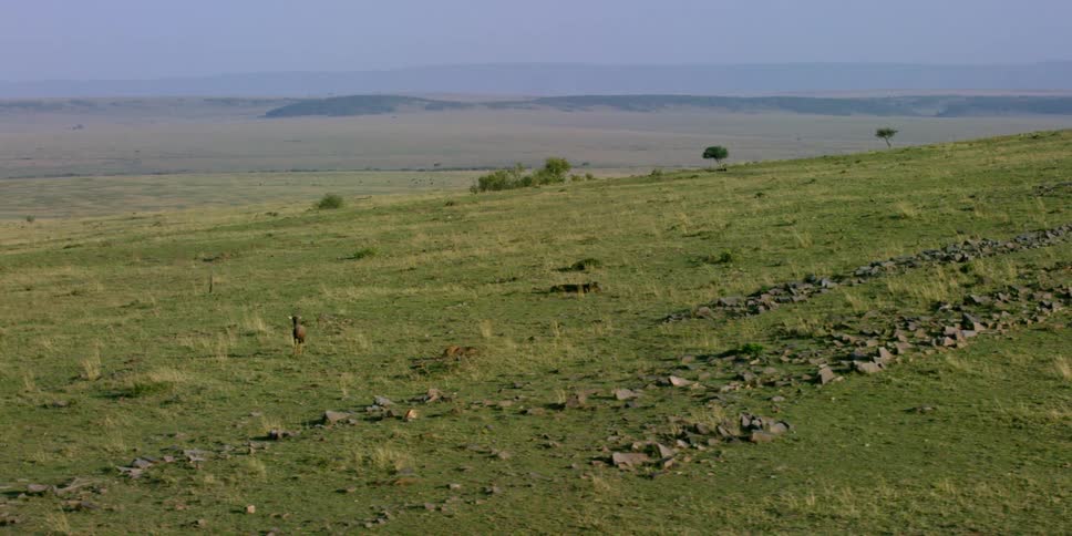 An open savannah on a clear day