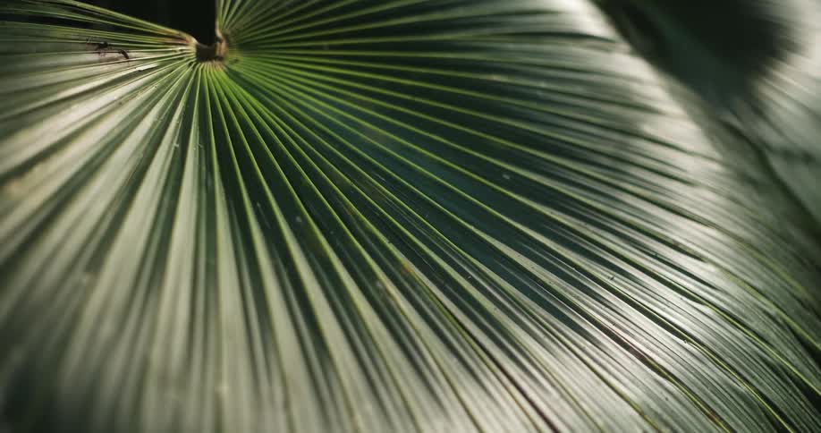 A green palm frond reflects light