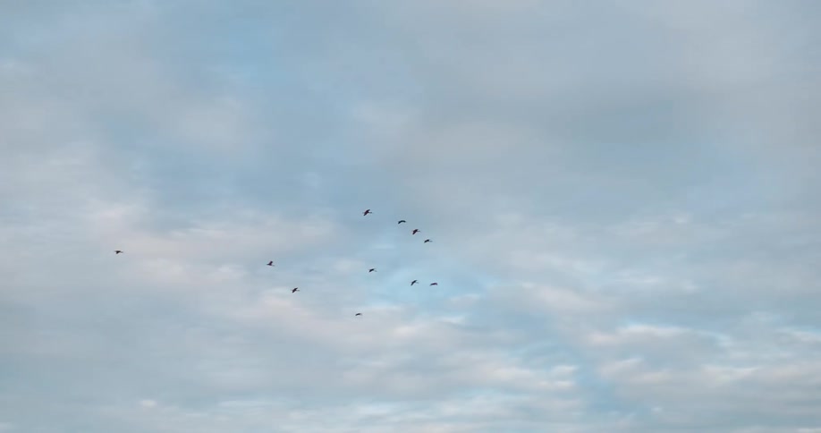 Birds are flying in the sky