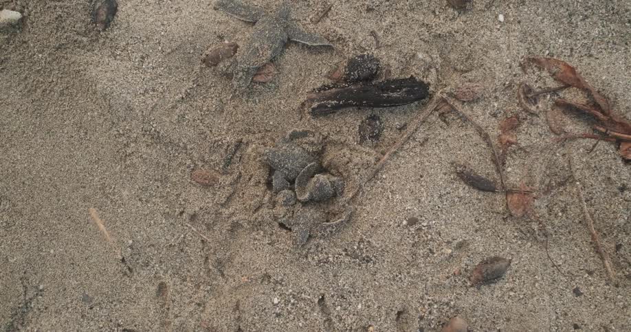 The sea creatures crawl up out of the sand