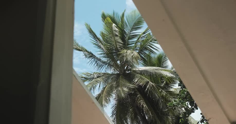 Inside view top of palm tree blowing on windy day