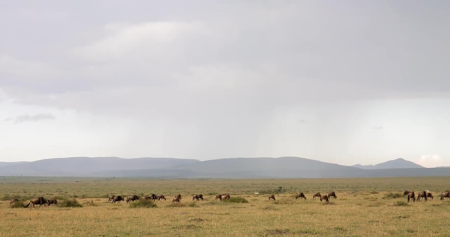 Wide shot of a field with a herd of animals walking around