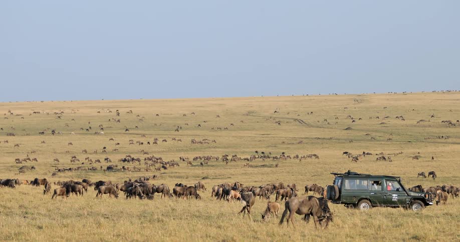 A jeep parked among a large herd of bison