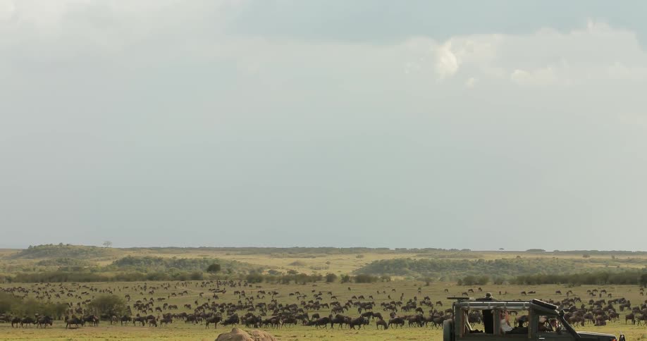A herd of animals graze under a cloudy sky