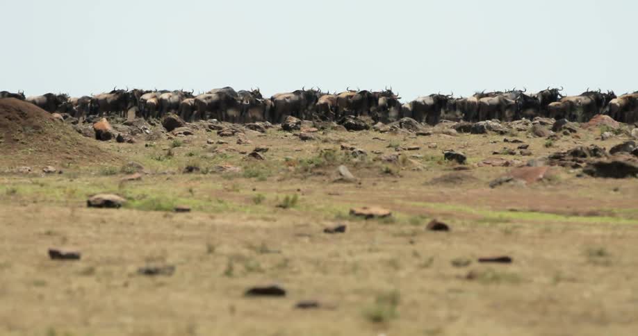 A herd of buffalo runs across the plains