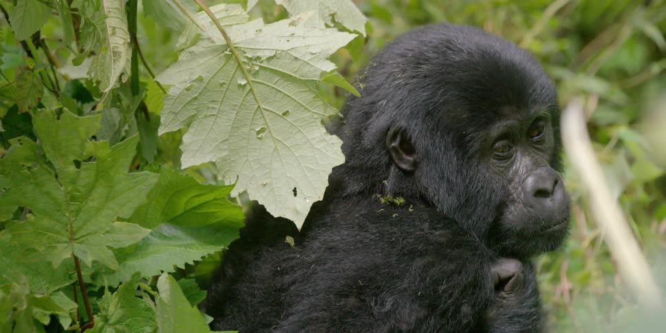 Flies buzzing around a young chimp who is scratching