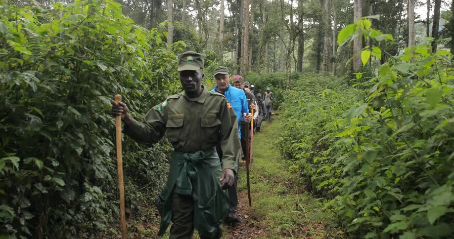 A group of people is being led through a jungle by a guide
