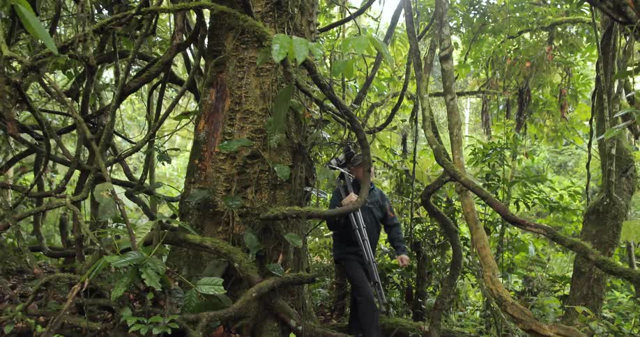 A man holding a camera on a tripod is walking through a dense jungle