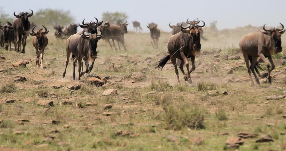 Animals gallop quickly over rocky plains