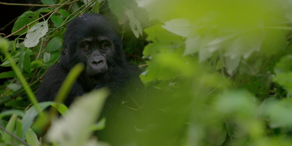 A baby gorilla munches on leaves