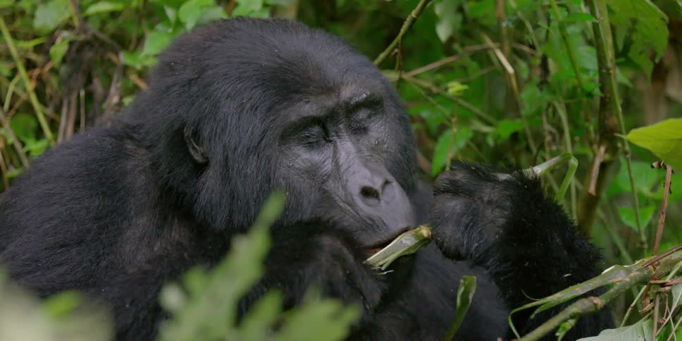 A gorilla eats a sugar cane in the daytime