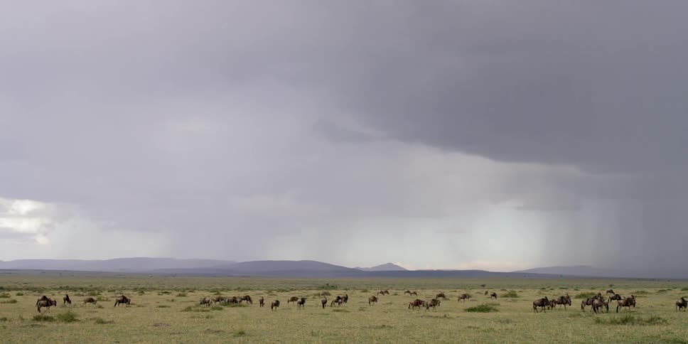Wildebeest roaming on a plain under stormy skies