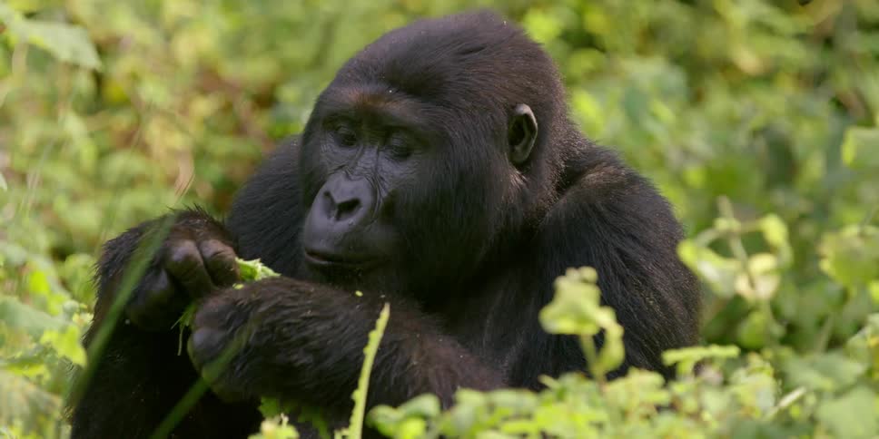 A gorilla eats leaves in the wild