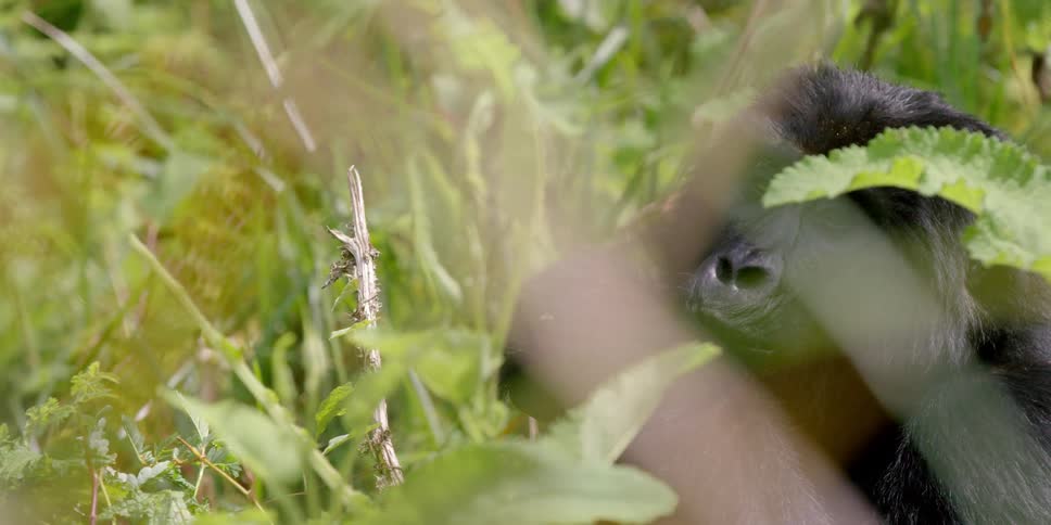 An ape sitting on the ground eating and partially hidden by vegetation