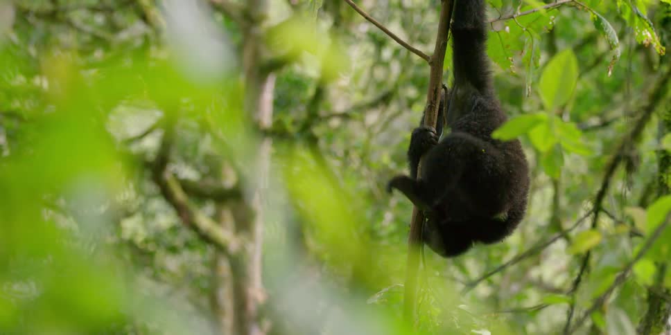 Monkey swinging on a branch