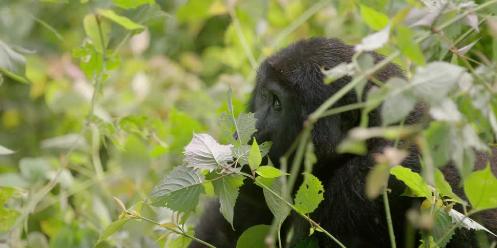 A gorilla resting in the weeds