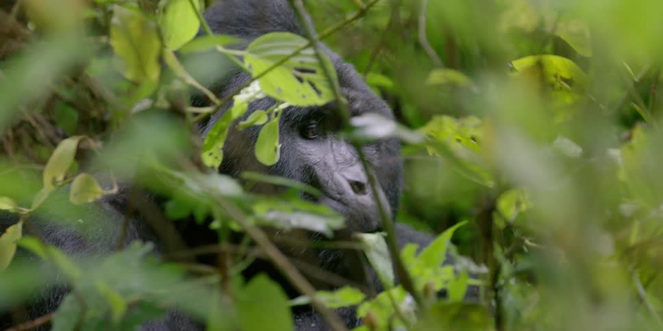 A gorilla eating leaves amidst dense vegetation