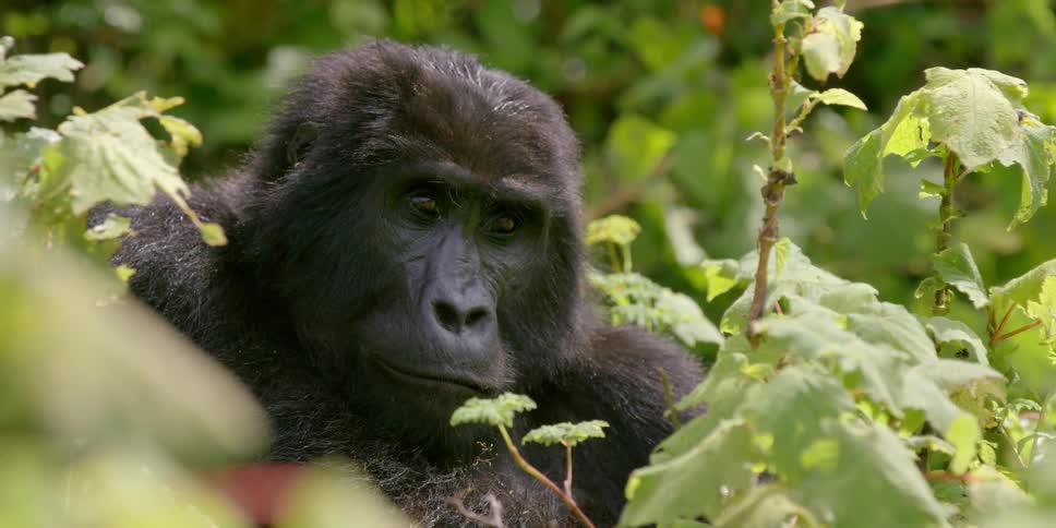 A gorilla sits near a leafy plant
