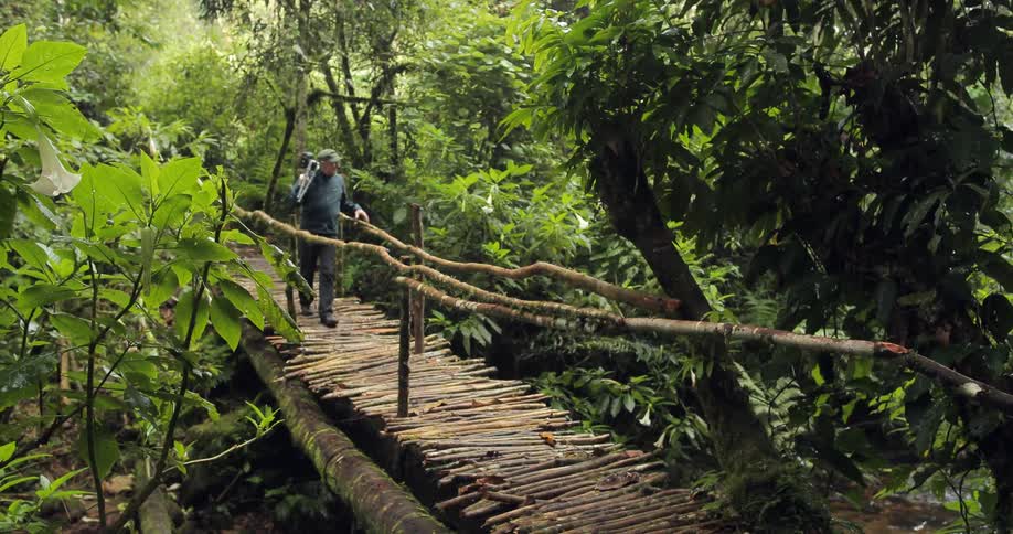 Man walks over a rickety wooden bridge through the forest