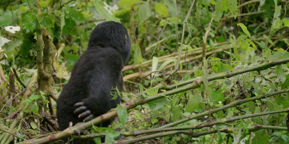 Baby gorilla walking in a wooded area