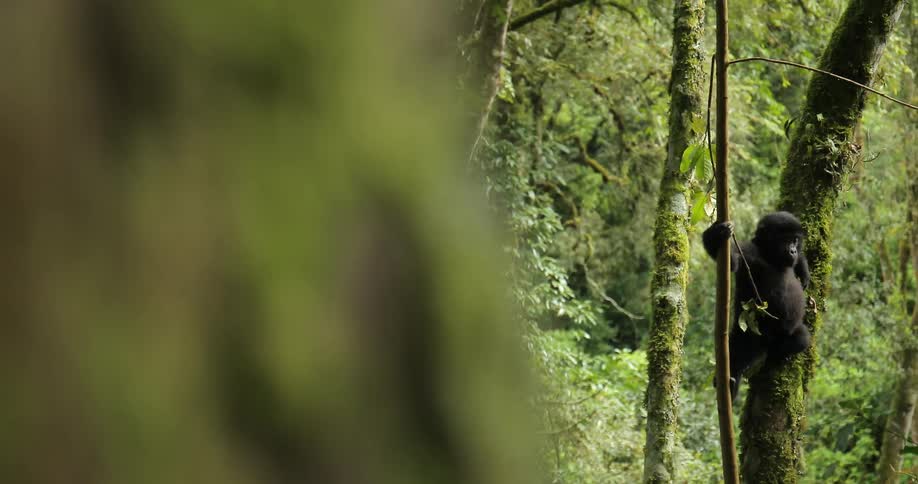 A monkey in the jungle