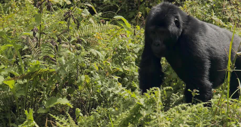 A gorilla looks around while standing in vegetation