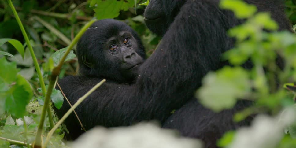 A young gorilla sitting in its mother's lap