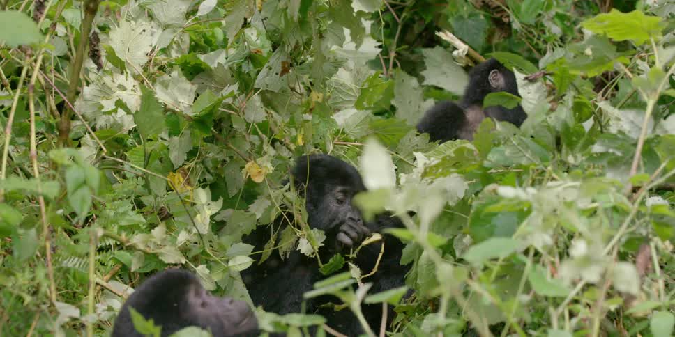 Young monkeys sit and eat from bushes