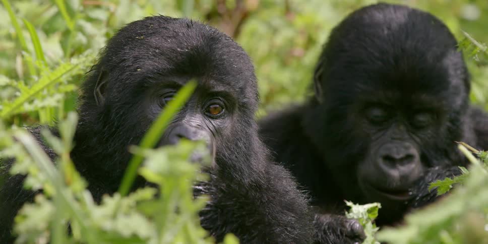 Two baby gorillas sit side by side in the grass