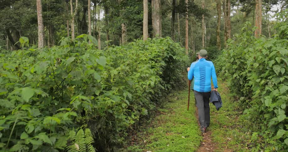 People are hiking down a trail into the woods