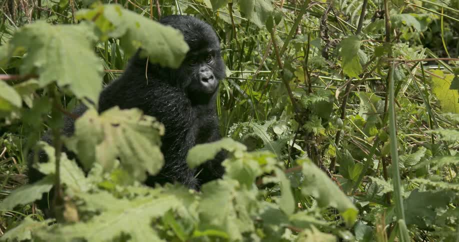 A gorilla sits in the grass and leaves