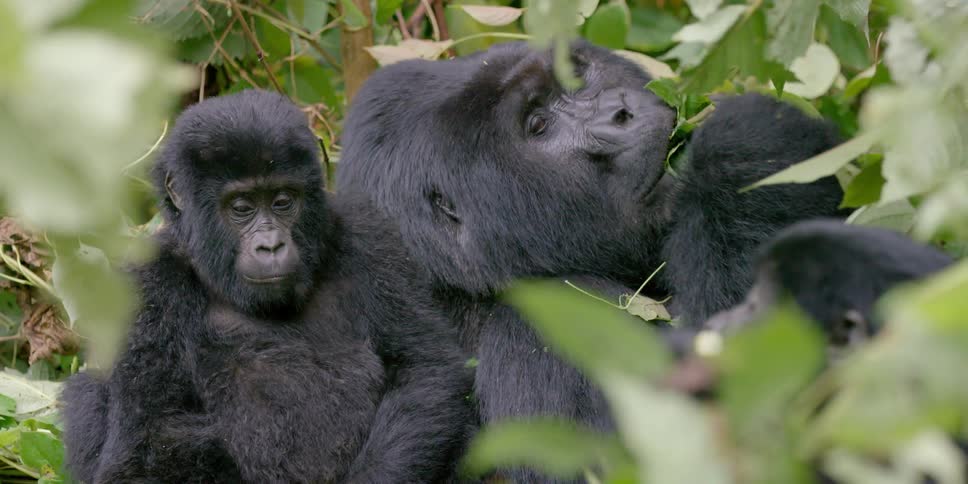 Gorillas sitting and eating leaves