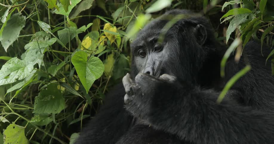 A gorilla is sitting in the wilderness picking at it's head