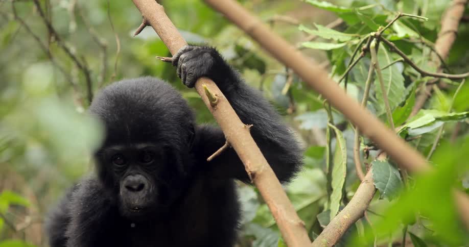 A baby gorilla stripping leaves off a branch
