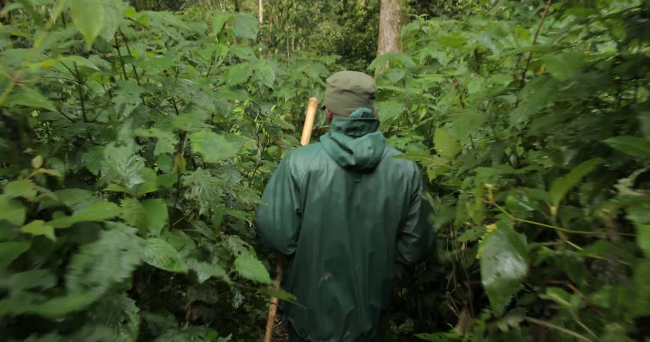 A man uses a knife to hack through a dense forest