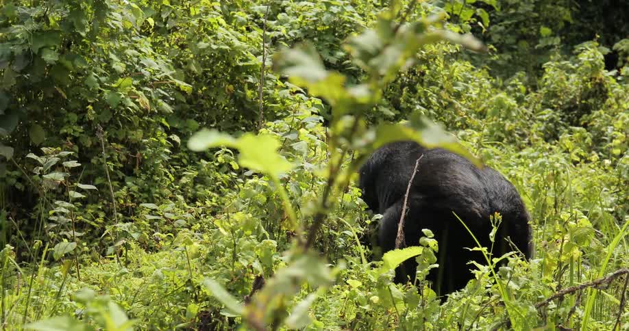 A gorilla walking through brush
