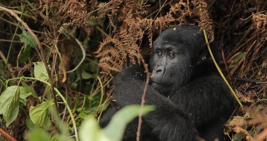 Gorilla sitting in the brush chewing on a twig
