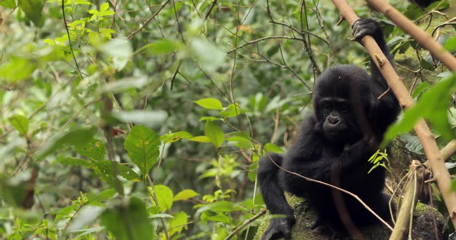 A young monkey scratches his body then begins to climb