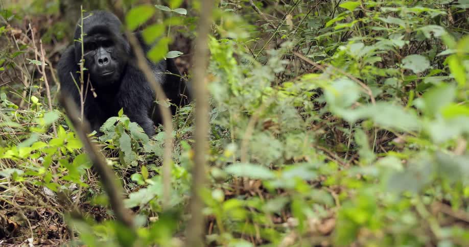 A gorilla sitting down in tall weeds