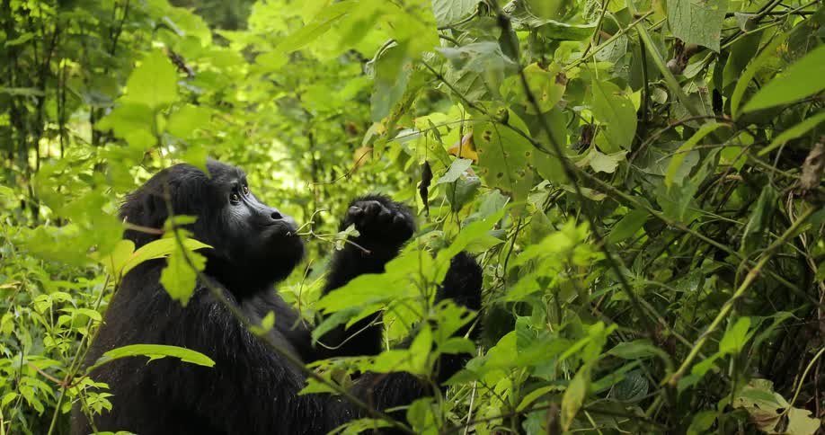 A gorilla eats leaves in the forest